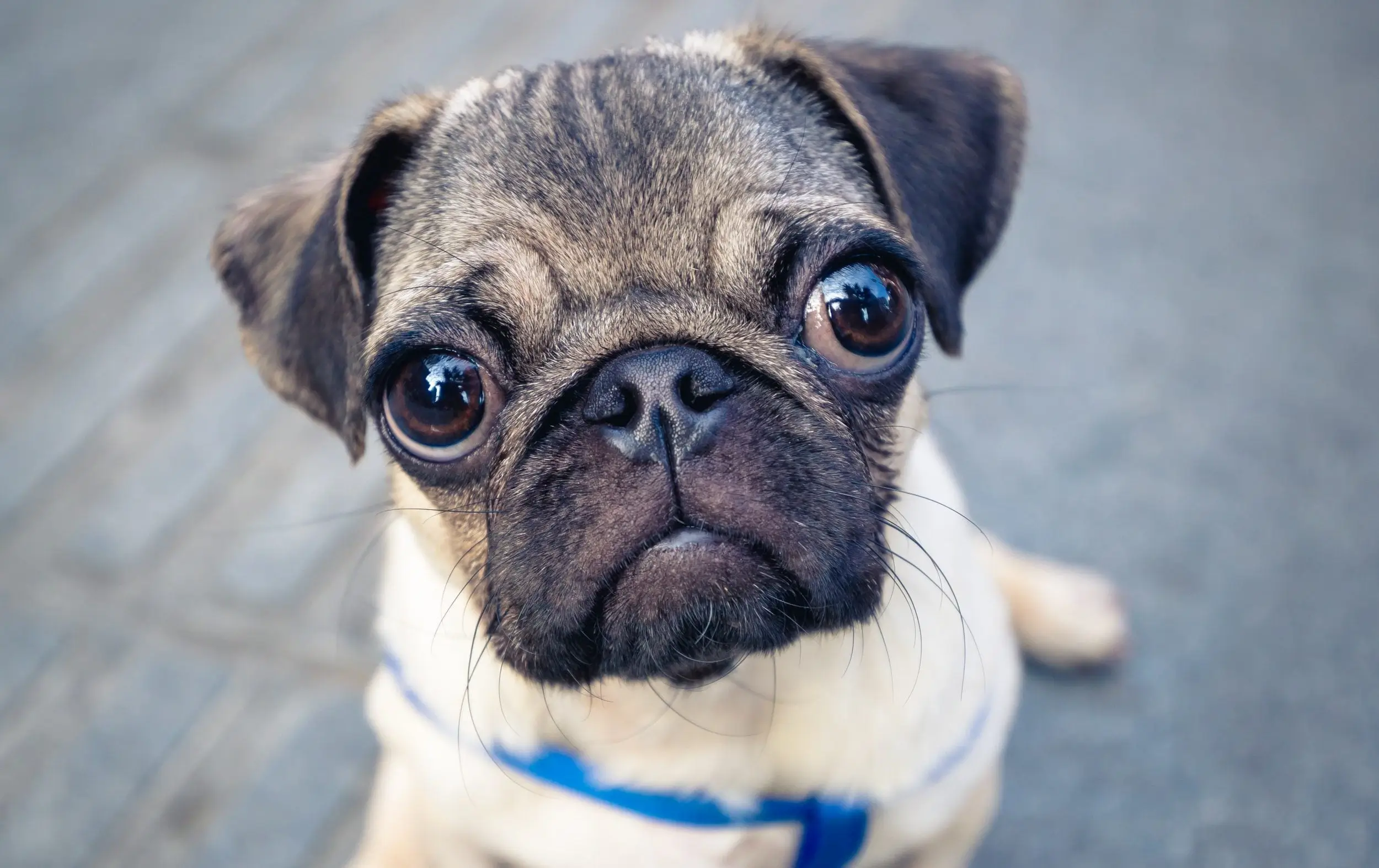 Pug