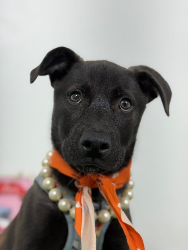 Delilah
