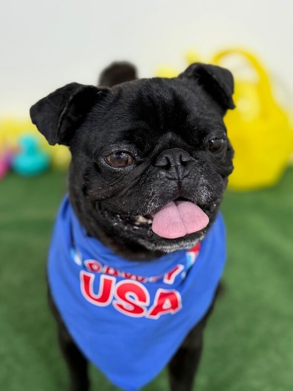 Pepe Pug – Pug – photo 1