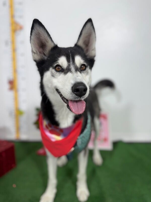 North – Husky Mix – photo 1
