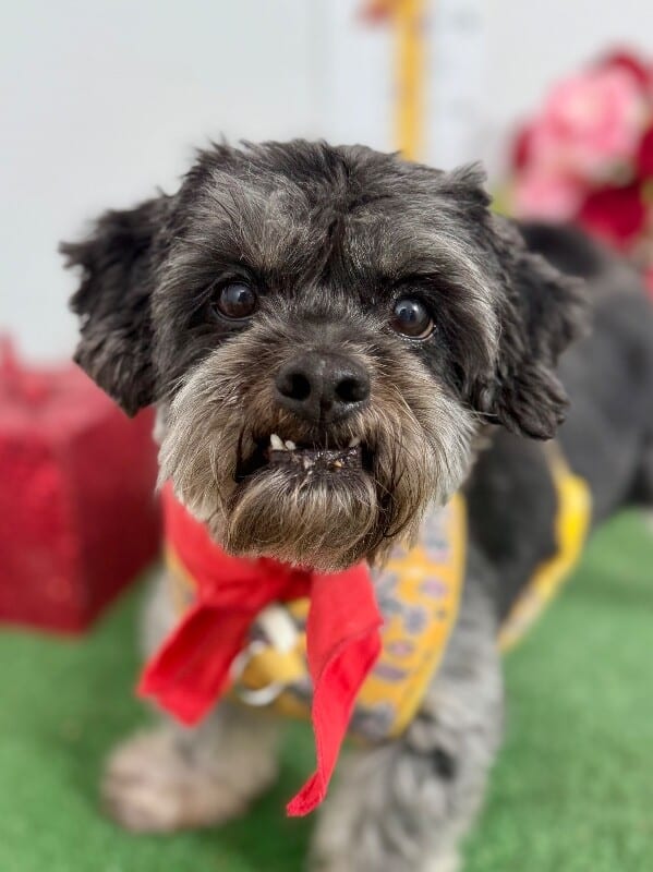 Diego – Havanese Mix – photo 1